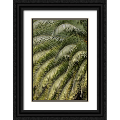 Pattern in branches of palm tree-Quito-Ecuador Black Ornate Wood Framed Art Print with Double Matting by Jones, Adam