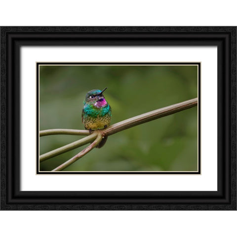 Amethyst-throated Sunangel Ecuador Black Ornate Wood Framed Art Print with Double Matting by Jones, Adam