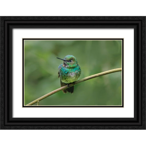 Green-crowned brilliant-Ecuador Black Ornate Wood Framed Art Print with Double Matting by Jones, Adam