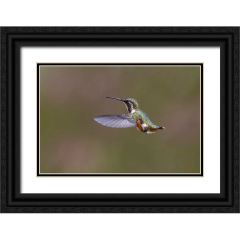 Female Purple-throated Woodstar-Ecuador Black Ornate Wood Framed Art Print with Double Matting by Jones, Adam