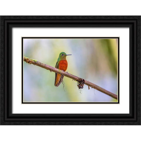 Chestnut-breasted Coronet-Ecuador Black Ornate Wood Framed Art Print with Double Matting by Jones, Adam