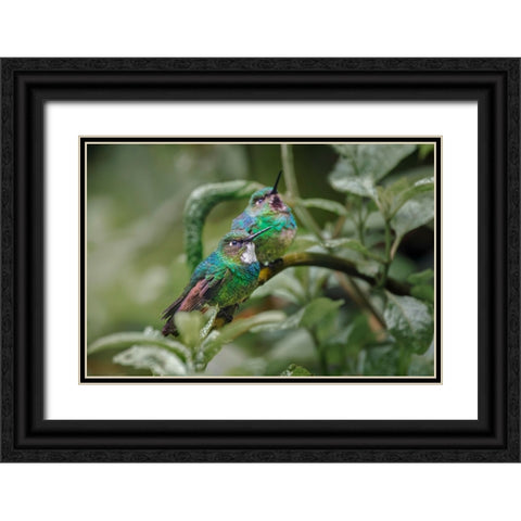 Pair of Green-crowned brilliant-Ecuador Black Ornate Wood Framed Art Print with Double Matting by Jones, Adam