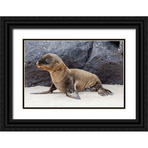 Baby Galapagos sealion pup-Espanola Island-Galapagos Islands-Ecuador Black Ornate Wood Framed Art Print with Double Matting by Jones, Adam