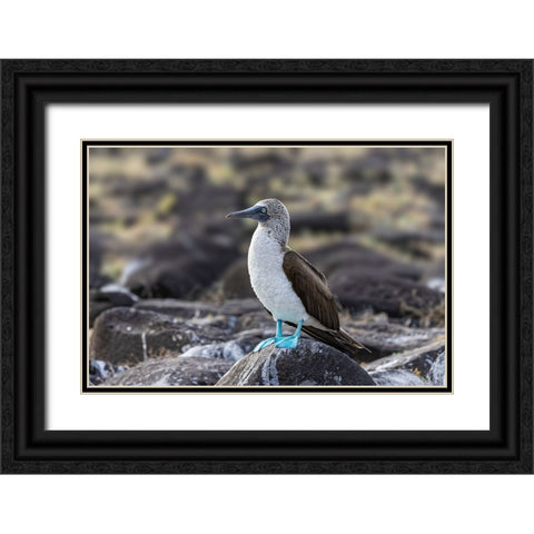 Blue-footed Boobie-Espanola Island-Galapagos Islands-Ecuador Black Ornate Wood Framed Art Print with Double Matting by Jones, Adam