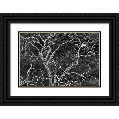 Palo santo tree Floreana Island-Galapagos Islands-Ecuador Black Ornate Wood Framed Art Print with Double Matting by Jones, Adam