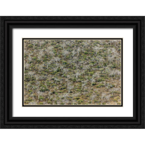 Hillside of palo santo trees Floreana Island-Galapagos Islands-Ecuador Black Ornate Wood Framed Art Print with Double Matting by Jones, Adam