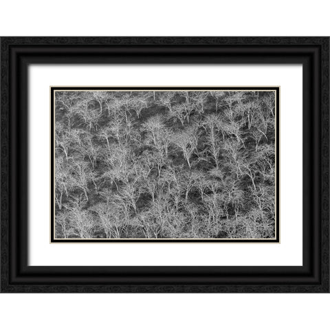 Hillside of palo santo trees Floreana Island-Galapagos Islands-Ecuador Black Ornate Wood Framed Art Print with Double Matting by Jones, Adam