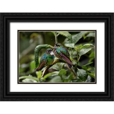 Pair of Green-crowned brilliant-Ecuador Black Ornate Wood Framed Art Print with Double Matting by Jones, Adam