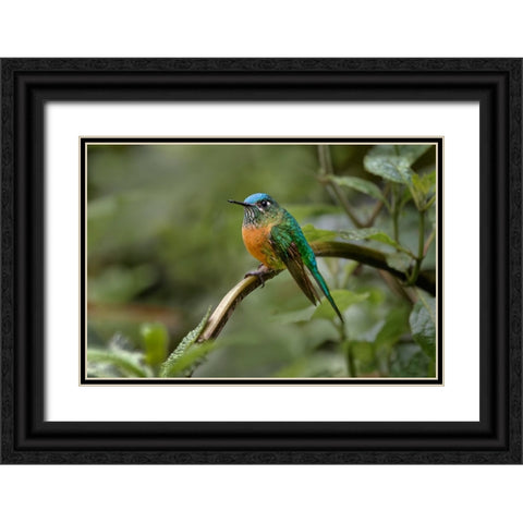 Female Long-tailed sylph-Ecuador Black Ornate Wood Framed Art Print with Double Matting by Jones, Adam