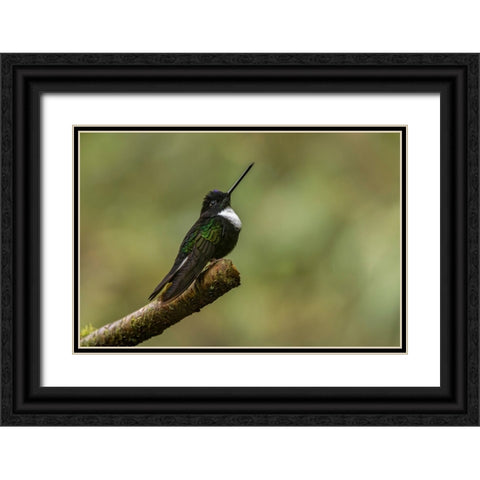 Collared Inca Ecuador Black Ornate Wood Framed Art Print with Double Matting by Jones, Adam