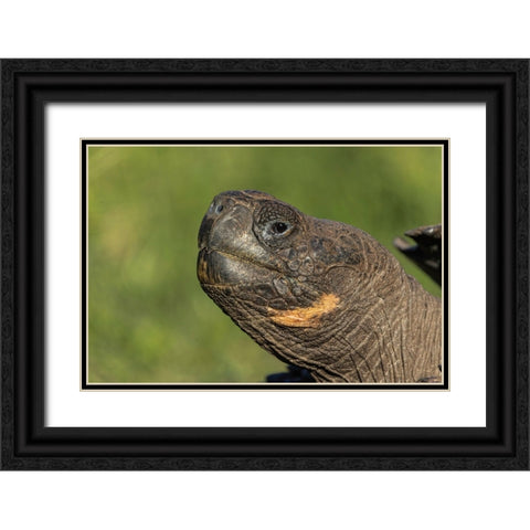 Galapagos giant tortoise Genovesa Island-Galapagos Islands-Ecuador Black Ornate Wood Framed Art Print with Double Matting by Jones, Adam