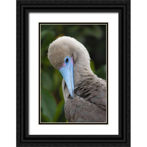Red-footed booby nestling Genovesa Island-Galapagos Islands-Ecuador Black Ornate Wood Framed Art Print with Double Matting by Jones, Adam