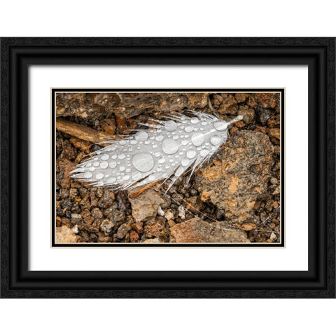 Nazca booby feather on ground with water drops Genovesa Island-Galapagos Islands-Ecuador Black Ornate Wood Framed Art Print with Double Matting by Jones, Adam