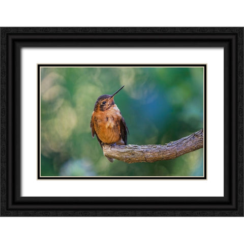 Shining sunbeam-Ecuador Black Ornate Wood Framed Art Print with Double Matting by Jones, Adam