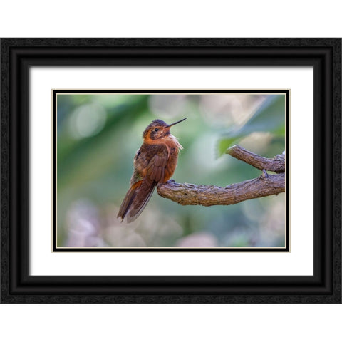 Shining sunbeam-Ecuador Black Ornate Wood Framed Art Print with Double Matting by Jones, Adam