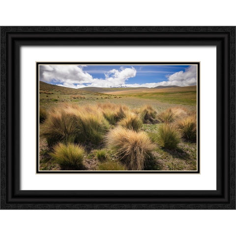Paramo grass-Antisana Ecological Reserve-Ecuador Black Ornate Wood Framed Art Print with Double Matting by Jones, Adam
