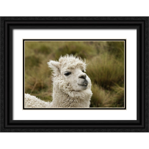Alpaca-Antisana Ecological Reserve-Ecuador Black Ornate Wood Framed Art Print with Double Matting by Jones, Adam
