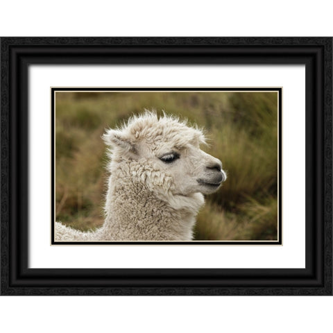 Alpaca-Antisana Ecological Reserve-Ecuador Black Ornate Wood Framed Art Print with Double Matting by Jones, Adam