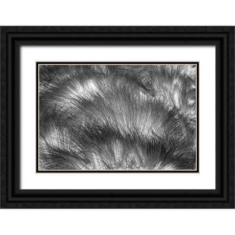 Paramo grass-Antisana Ecological Reserve-Ecuador Black Ornate Wood Framed Art Print with Double Matting by Jones, Adam