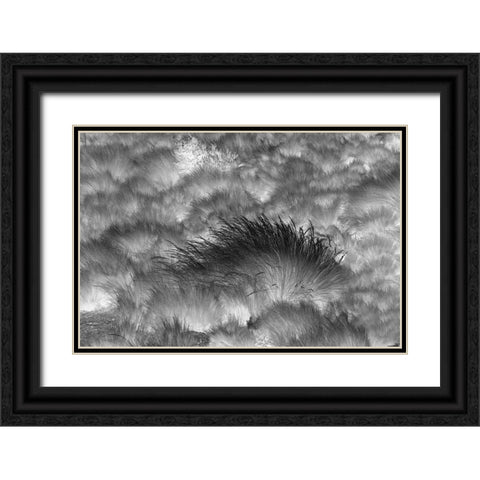 Paramo grass-Antisana Ecological Reserve-Ecuador Black Ornate Wood Framed Art Print with Double Matting by Jones, Adam
