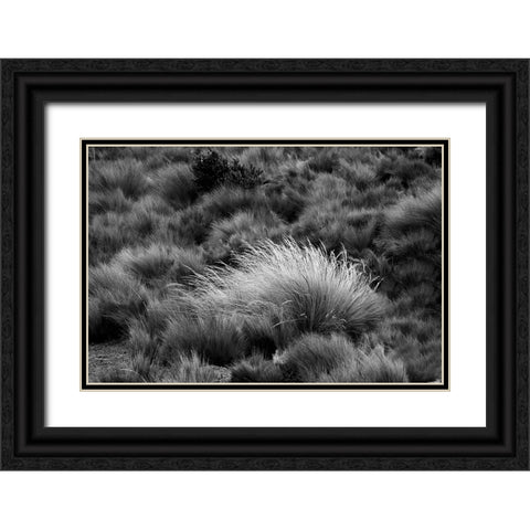 Paramo grass-Antisana Ecological Reserve-Ecuador Black Ornate Wood Framed Art Print with Double Matting by Jones, Adam