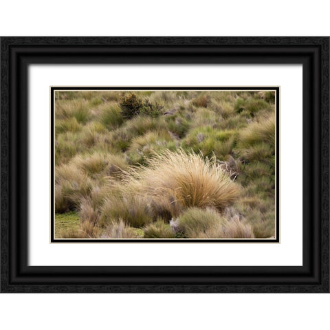 Paramo grass-Antisana Ecological Reserve-Ecuador Black Ornate Wood Framed Art Print with Double Matting by Jones, Adam