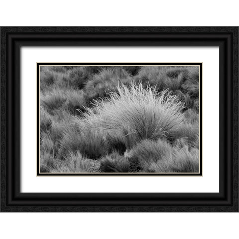 Paramo grass-Antisana Ecological Reserve-Ecuador Black Ornate Wood Framed Art Print with Double Matting by Jones, Adam