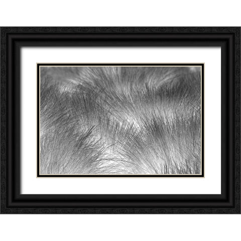 Paramo grass-Antisana Ecological Reserve-Ecuador Black Ornate Wood Framed Art Print with Double Matting by Jones, Adam