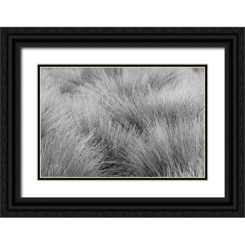 Paramo grass-Antisana Ecological Reserve-Ecuador Black Ornate Wood Framed Art Print with Double Matting by Jones, Adam