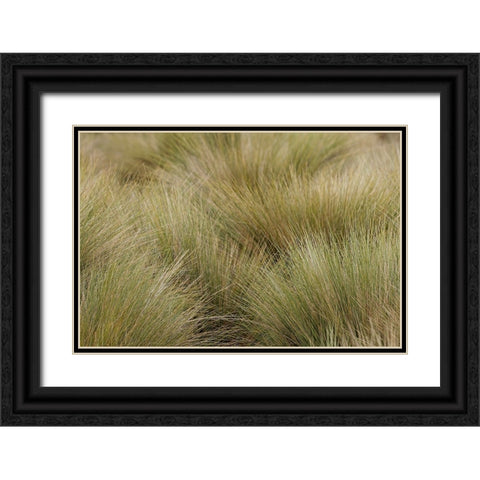 Paramo grass-Antisana Ecological Reserve-Ecuador Black Ornate Wood Framed Art Print with Double Matting by Jones, Adam