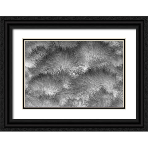 Paramo grass-Antisana Ecological Reserve-Ecuador Black Ornate Wood Framed Art Print with Double Matting by Jones, Adam