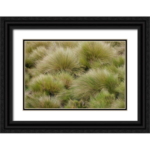 Paramo grass-Antisana Ecological Reserve-Ecuador Black Ornate Wood Framed Art Print with Double Matting by Jones, Adam