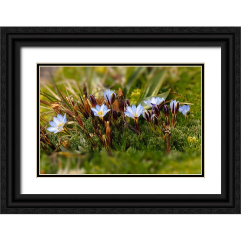 Ground cover-Antisana Ecological Reserve-Ecuador Black Ornate Wood Framed Art Print with Double Matting by Jones, Adam