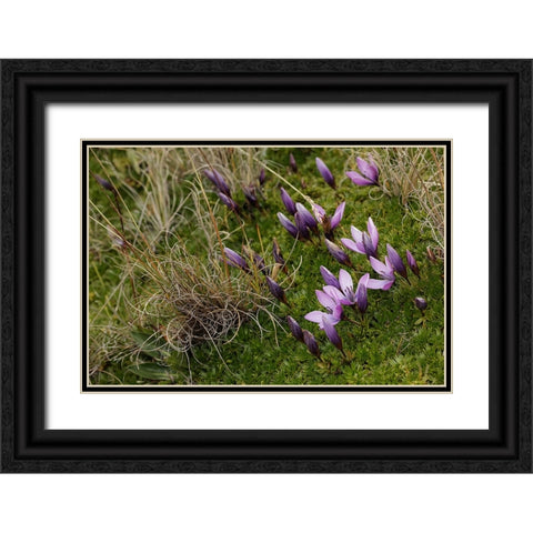 Gentian flowers-Antisana National Park-Ecuador Black Ornate Wood Framed Art Print with Double Matting by Jones, Adam