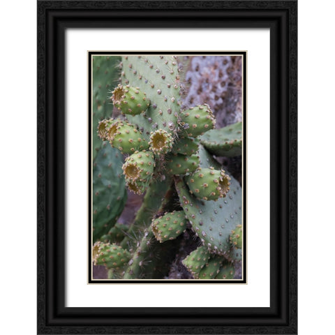 Opuntia prickly pear cactus-South Plaza Island-Galapagos Islands-Ecuador Black Ornate Wood Framed Art Print with Double Matting by Jones, Adam