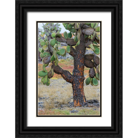 Carpet weed along with Opuntia prickly pear cactus-South Plaza Island-Galapagos Islands-Ecuador Black Ornate Wood Framed Art Print with Double Matting by Jones, Adam