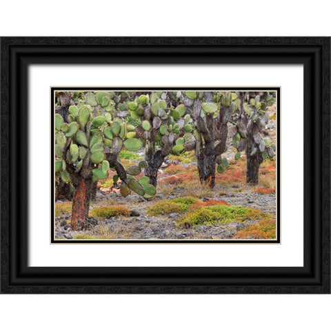 Carpet weed along with Opuntia prickly pear cactus-South Plaza Island-Galapagos Islands-Ecuador Black Ornate Wood Framed Art Print with Double Matting by Jones, Adam