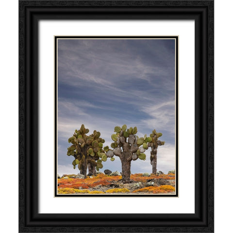 Carpet weed along with Opuntia prickly pear cactus-South Plaza Island-Galapagos Islands-Ecuador Black Ornate Wood Framed Art Print with Double Matting by Jones, Adam