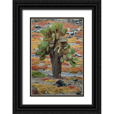 Carpet weed along with Opuntia prickly pear cactus-South Plaza Island-Galapagos Islands-Ecuador Black Ornate Wood Framed Art Print with Double Matting by Jones, Adam