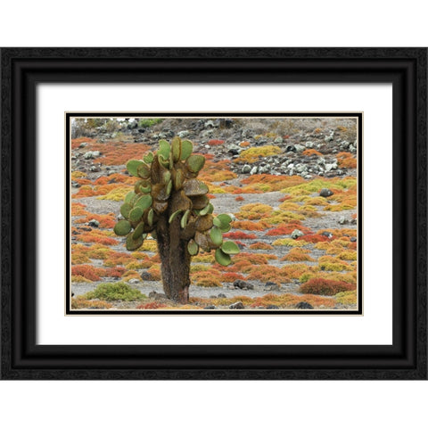 Carpet weed along with Opuntia prickly pear cactus-South Plaza Island-Galapagos Islands-Ecuador Black Ornate Wood Framed Art Print with Double Matting by Jones, Adam