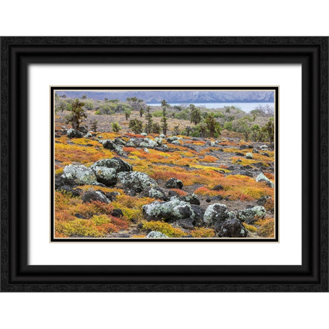Carpet weed along with Opuntia prickly pear cactus-South Plaza Island-Galapagos Islands-Ecuador Black Ornate Wood Framed Art Print with Double Matting by Jones, Adam