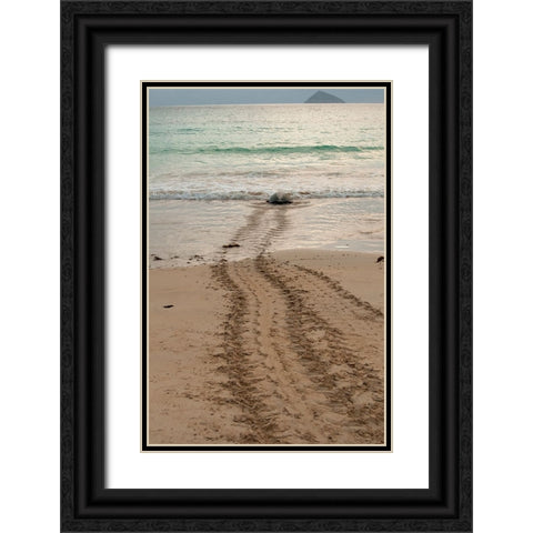 After laying its eggs on a Galapagos beach- this sea turtle returning to the ocean. Black Ornate Wood Framed Art Print with Double Matting by Sederquist, Betty