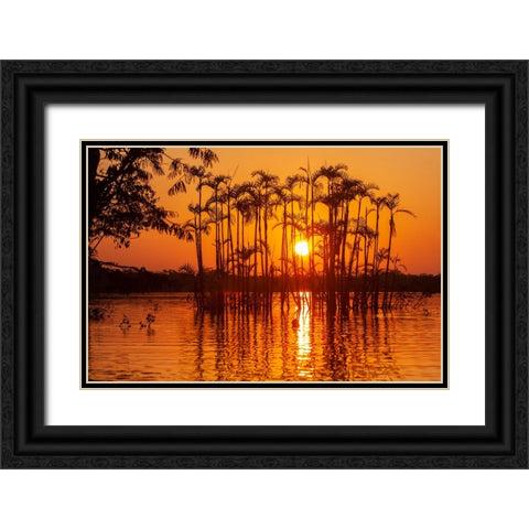 Equator in the Amazon rainforest- trees in Laguna Grande. Black Ornate Wood Framed Art Print with Double Matting by Sederquist, Betty