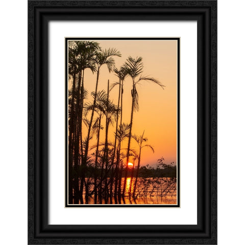 The sun sets at Latitude 0 during this equatorial sunset in the Amazon. Black Ornate Wood Framed Art Print with Double Matting by Sederquist, Betty