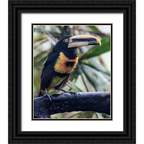 Aracari in the Cloud Forest has a huge bill. Black Ornate Wood Framed Art Print with Double Matting by Sederquist, Betty