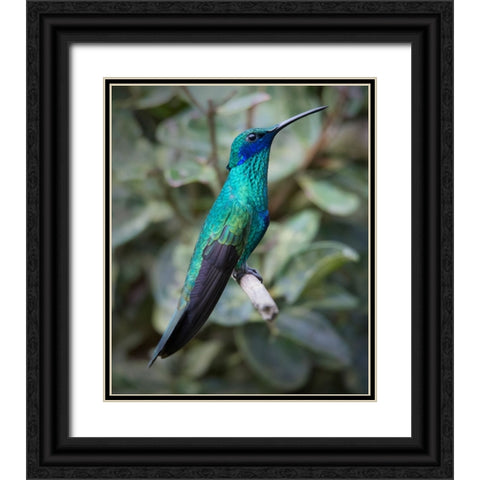 Colorful sparkling violet ear hummingbird is widespread in the Andes Cloud Forest. Black Ornate Wood Framed Art Print with Double Matting by Sederquist, Betty