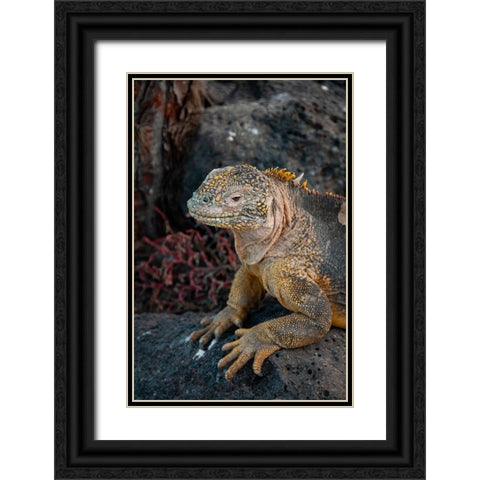 Yellow iguanas are found on six islands in the Galapagos. Color varies slightly by island. Black Ornate Wood Framed Art Print with Double Matting by Sederquist, Betty