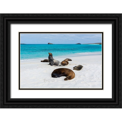 Galapagos Sea Lions-Zalophus californianus wollebaeki-Gardner Bay-Espanola Island-Galapagos islands Black Ornate Wood Framed Art Print with Double Matting by Pitamitz, Sergio