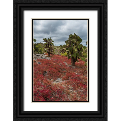 Sesuvium edmonstonei and cactus-South Plaza Island-Galapagos islands-Ecuador Black Ornate Wood Framed Art Print with Double Matting by Pitamitz, Sergio