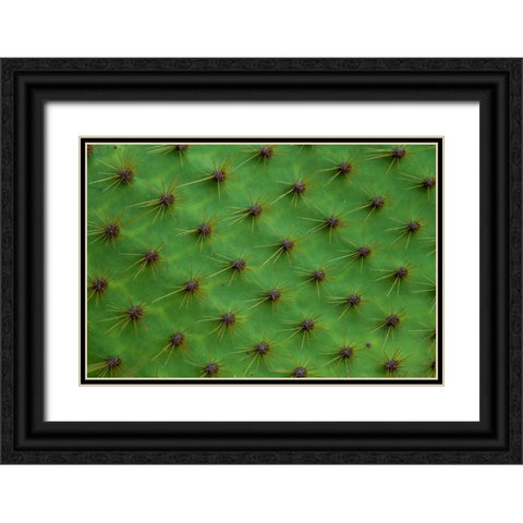 Close up of a cactus-South Plaza Island-Galapagos islands-Ecuador Black Ornate Wood Framed Art Print with Double Matting by Pitamitz, Sergio